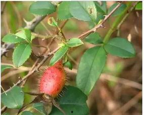 吃瓜网乙醇子,揭秘网络红人的崛起之路