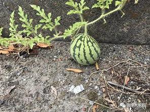 网络吃瓜网红是谁啊图片,吃瓜网红背后的故事