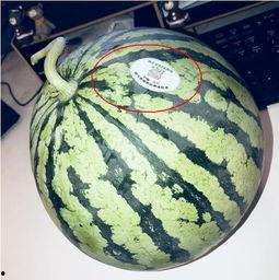 高端网红吃瓜,揭秘高端网红的吃瓜盛宴