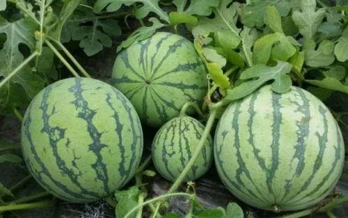 暗黑吃瓜官网入原味网,入原味网背后的秘密与真相