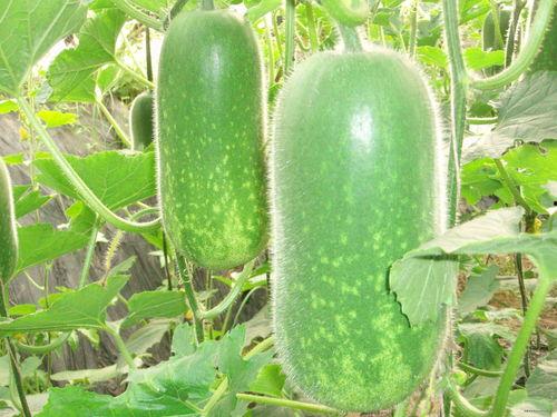 8ys6吃瓜网,热门话题背后的真相与趣味