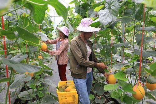 宾阳网红吃瓜,揭秘网络热点背后的故事