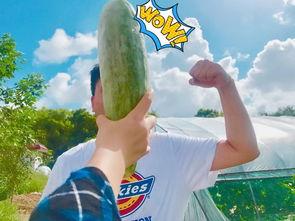 51网红吃瓜网,揭秘娱乐圈最新热点，带你领略网红圈风云变幻