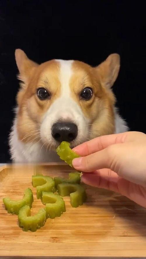 网红视频吃瓜狗是真的吗,真相揭秘