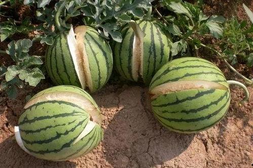 网传热瓜吃瓜群分享图片