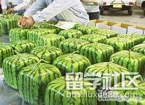 吃瓜网留学,吃瓜网带你领略异国风情与成长历程