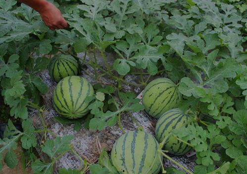 山西怀仁网红吃瓜视频