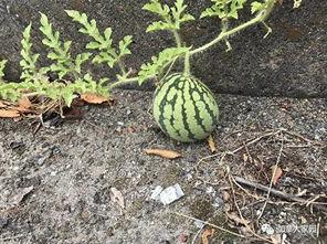 安徽第一网红吃瓜事件,揭秘网络红人背后的争议与真相