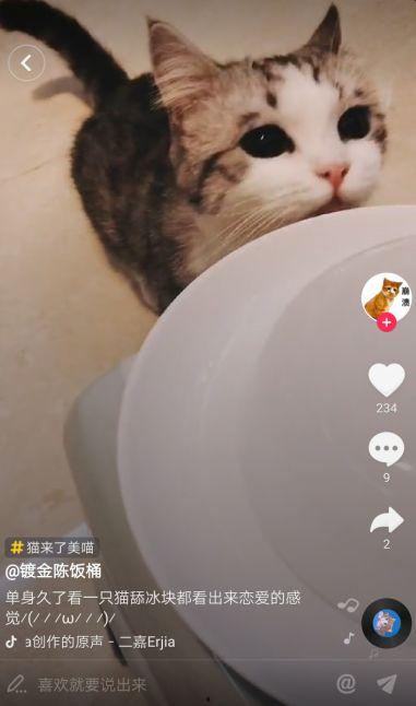 抖音网红猫吃瓜
